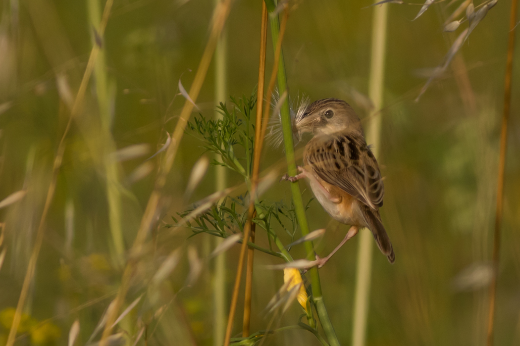 Zitting Cisticola