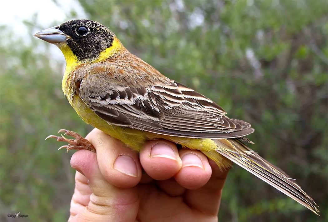 Black-headed Bunting
