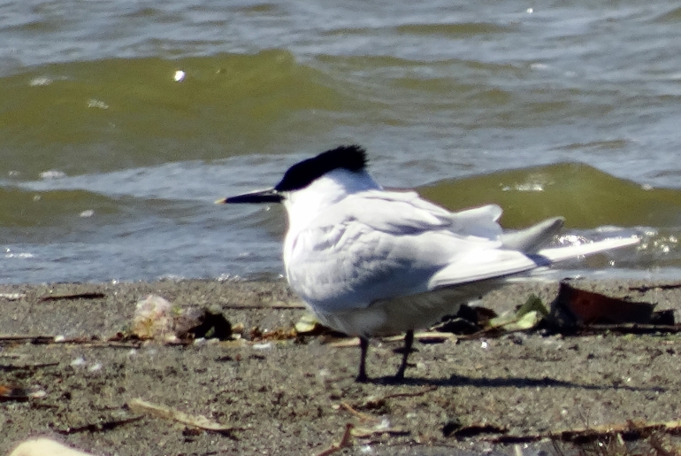 Sandwich Tern