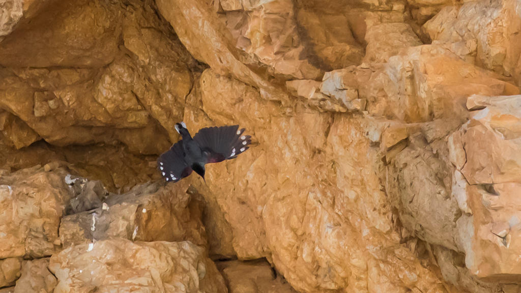 Wallcreeper