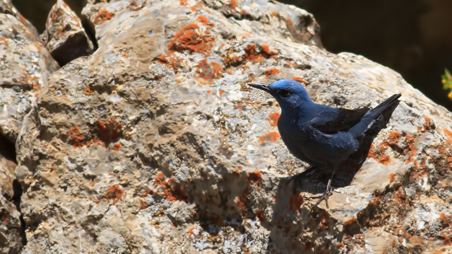 Blue Rock Thrush