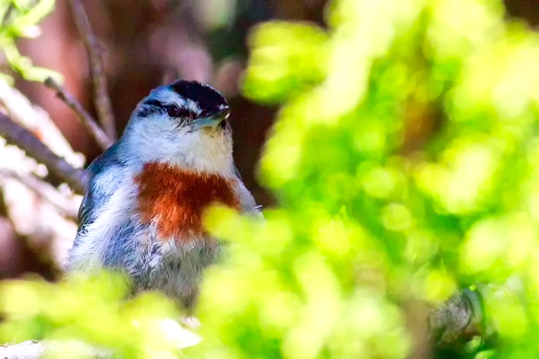 Krüper`s Nuthatch