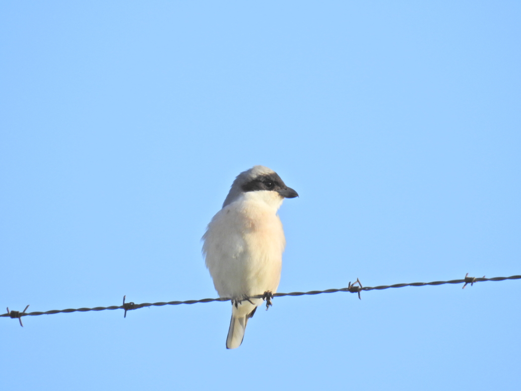 Lesser Grey Shrike