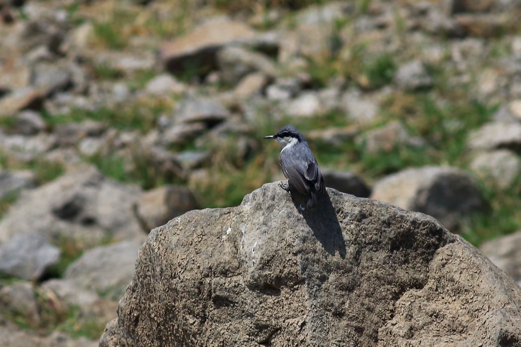 Western Rock Nuthatch