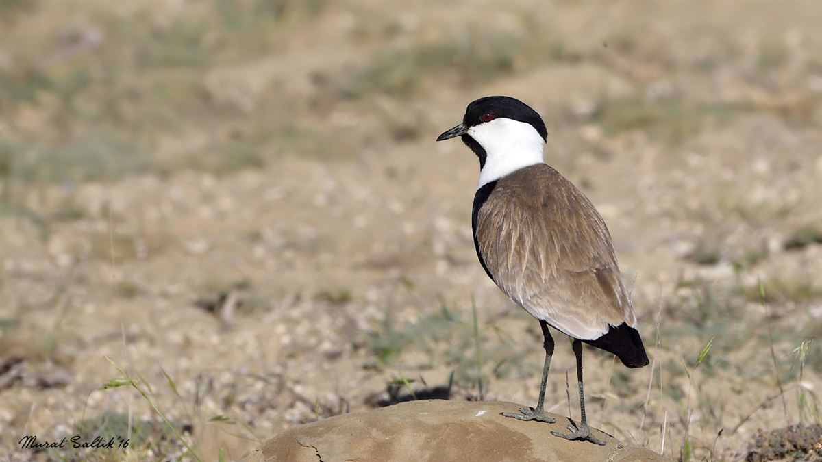 Spur-winged Lapwing