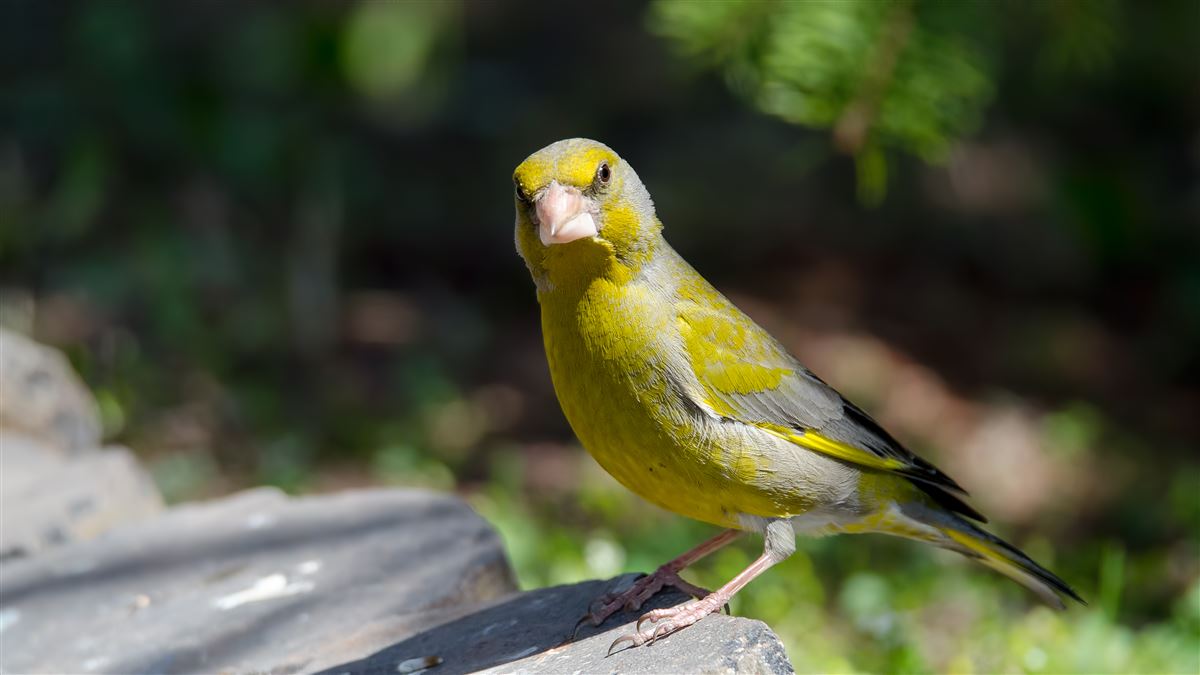 European Greenfinch