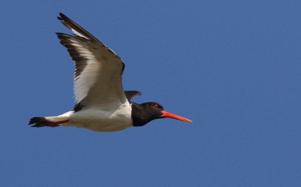 Eurasian Oystercatcher