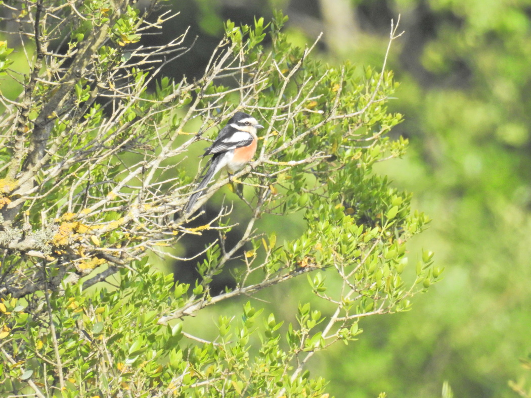 Masked Shrike