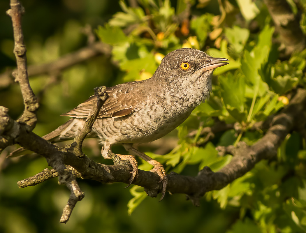 Barred Warbler