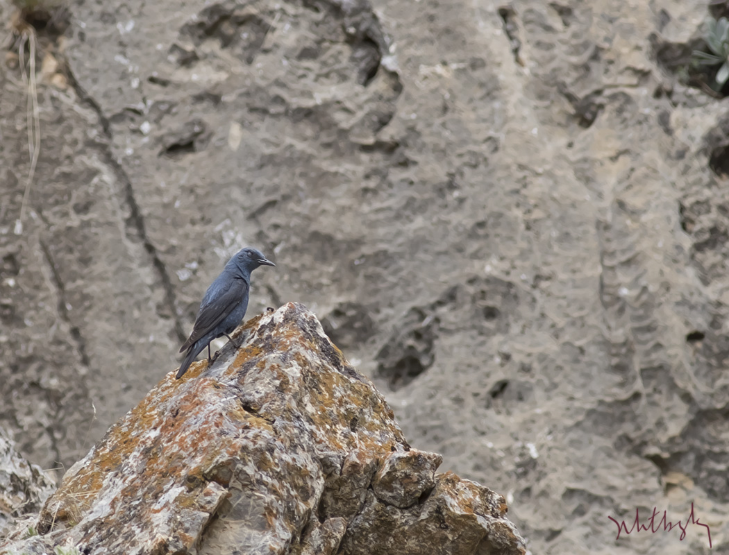 Blue Rock Thrush