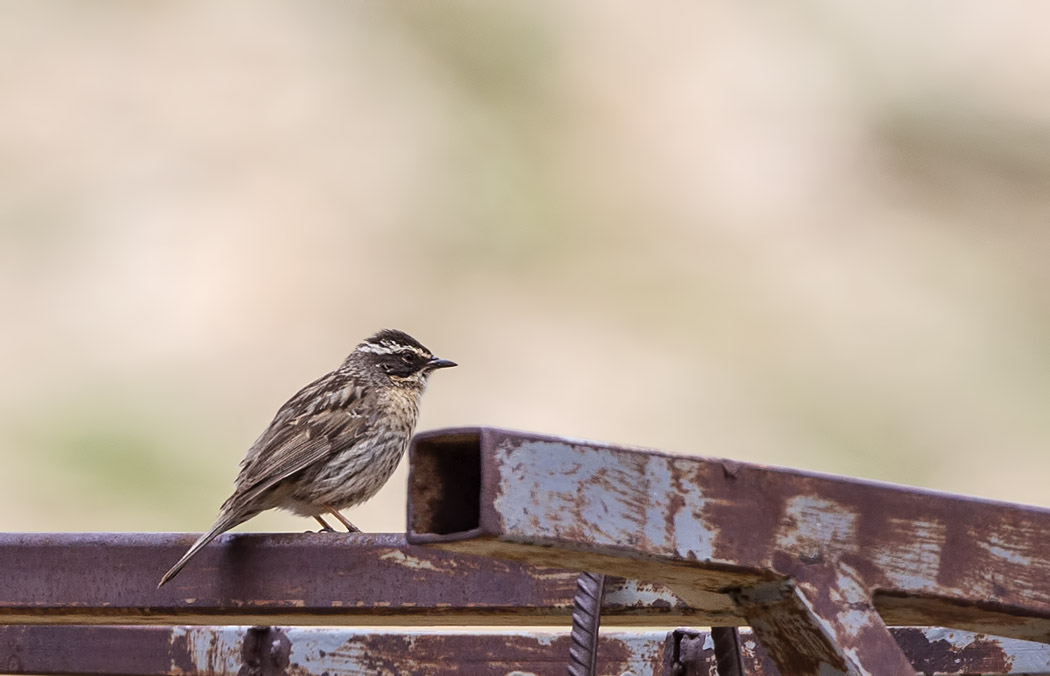 Radde`s Accentor