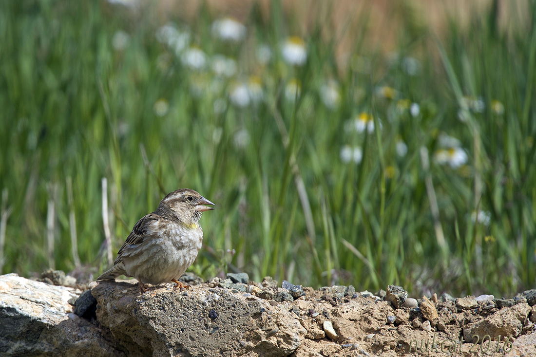 Rock Sparrow