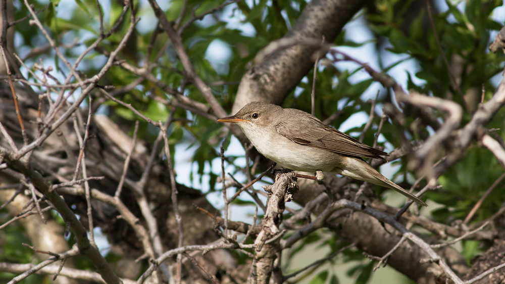 Olive-tree Warbler