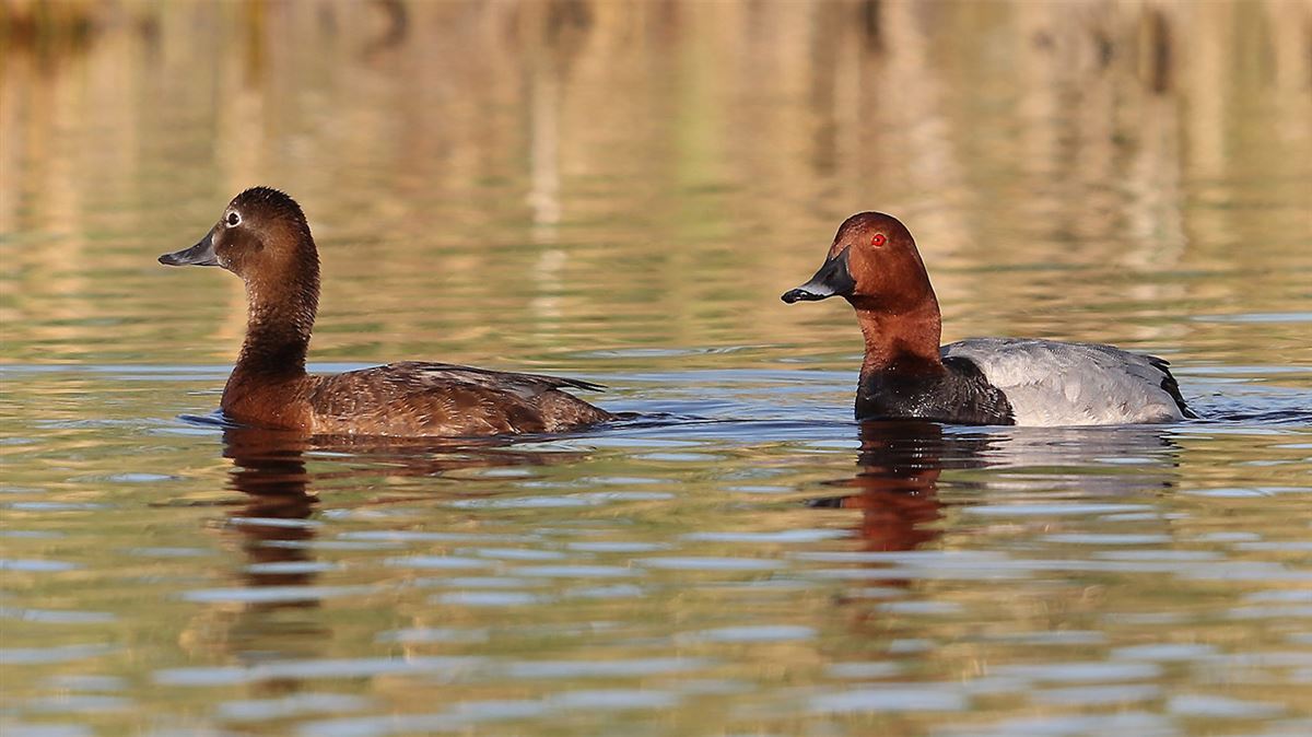 Common Pochard