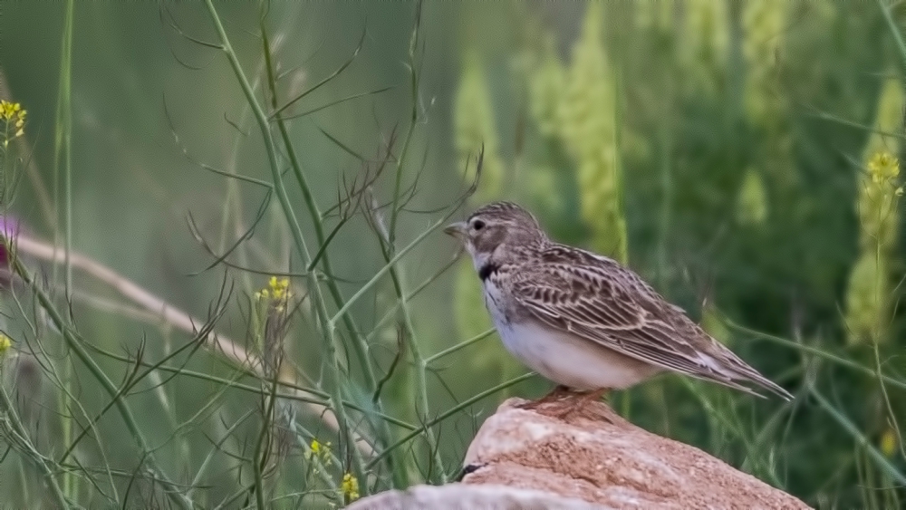 Bimaculated Lark