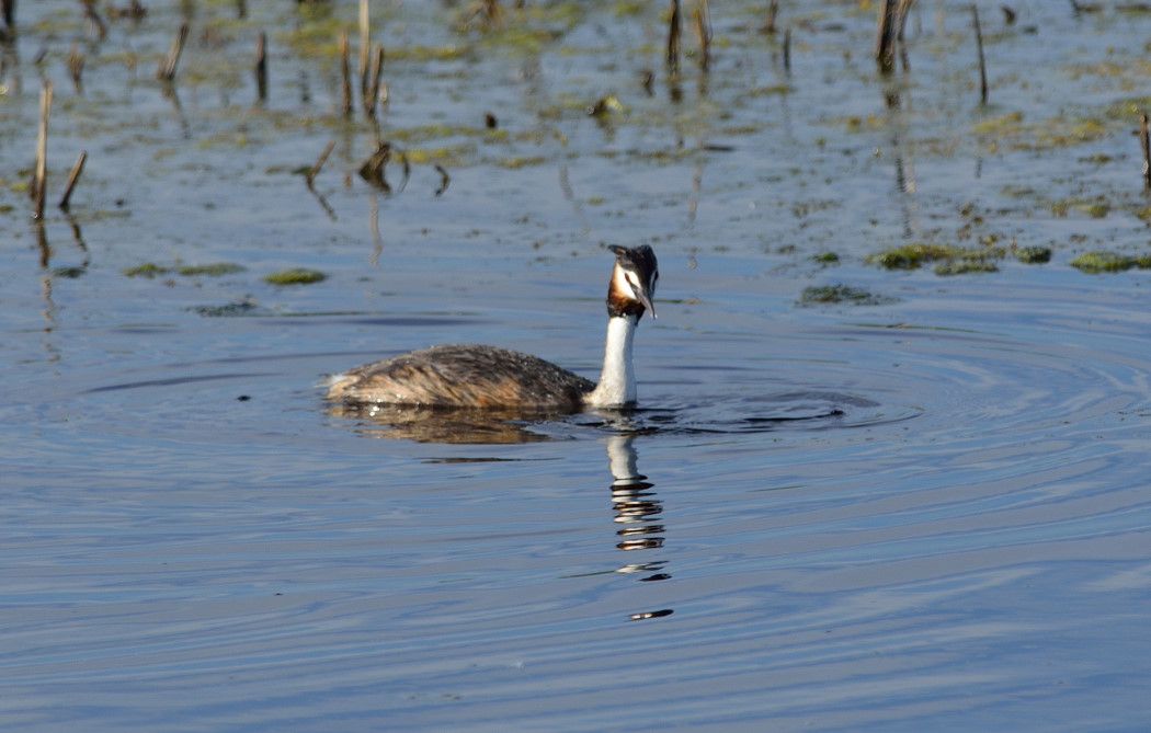 Great Crested Grebe