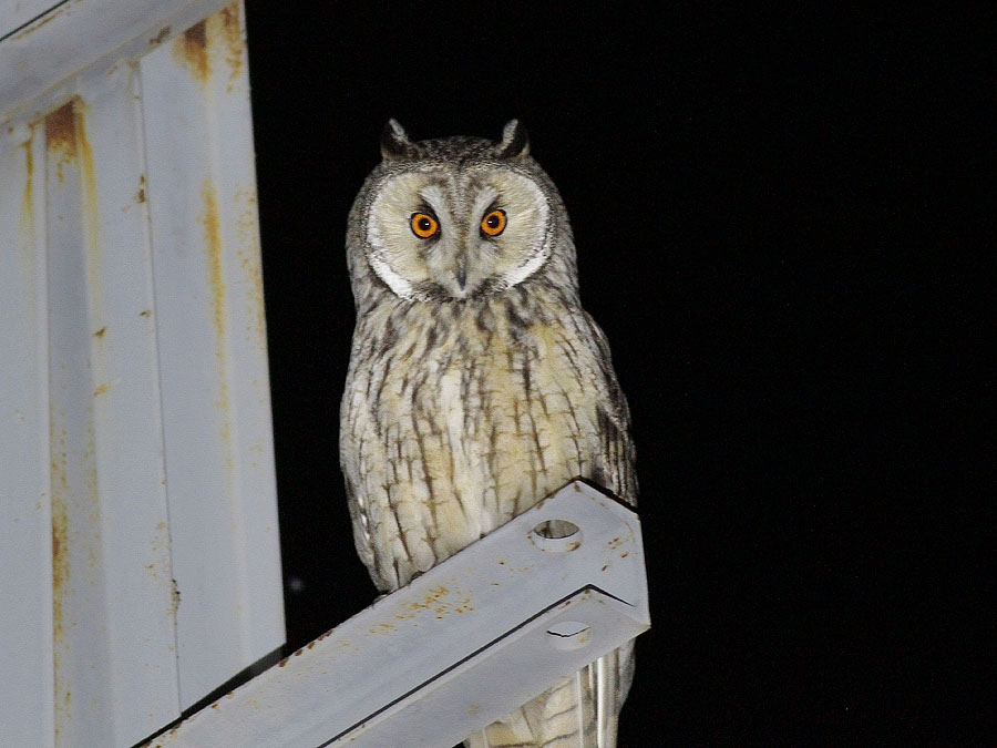 Long-eared Owl