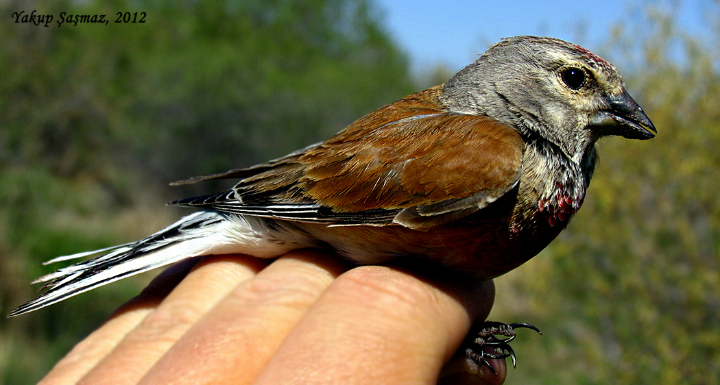 Common Linnet