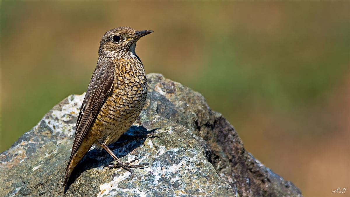 Common Rock Thrush