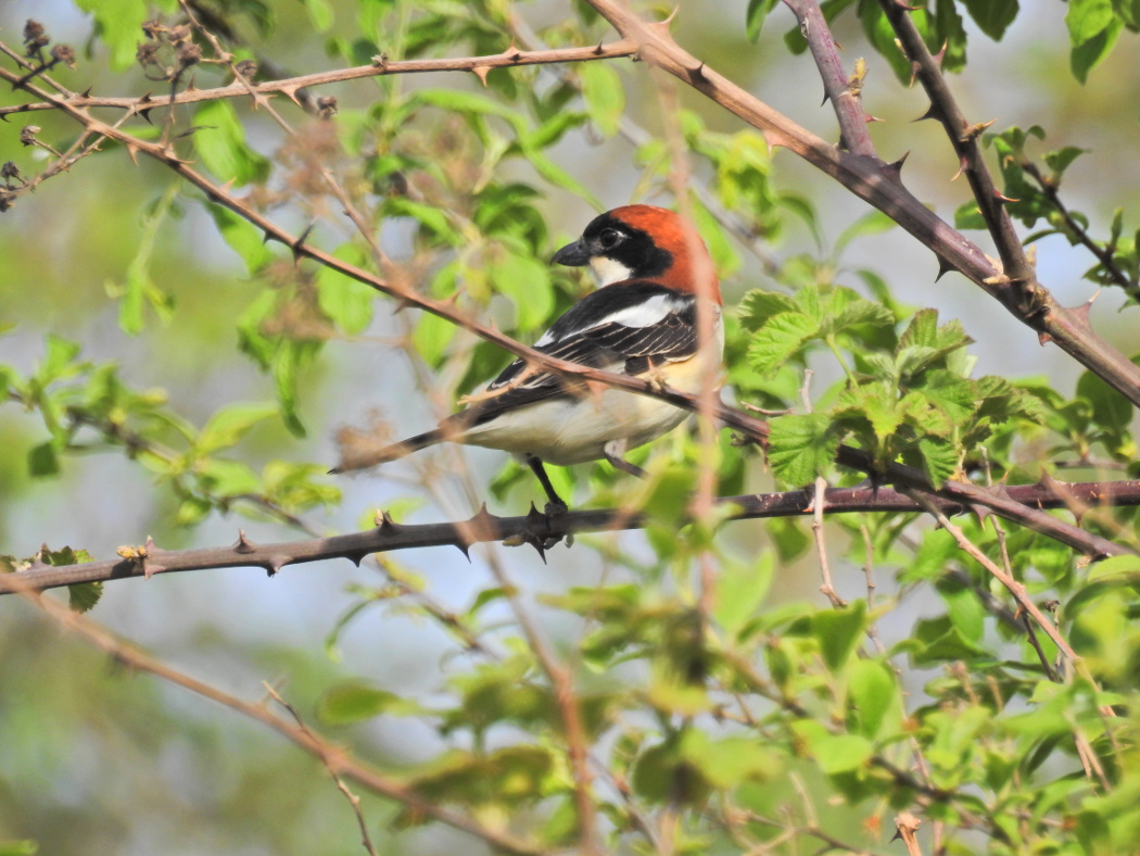 Woodchat Shrike