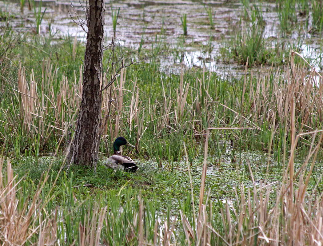 Mallard