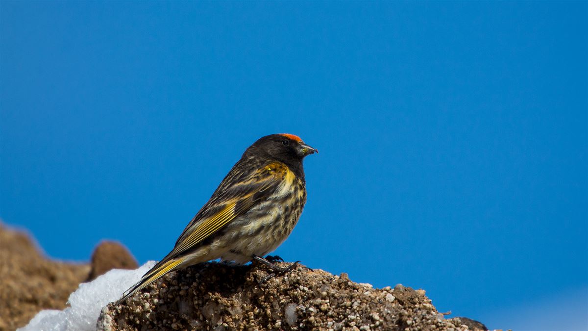Red-fronted Serin