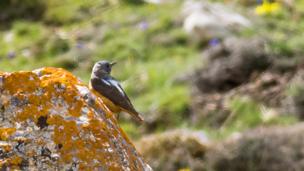 Common Rock Thrush