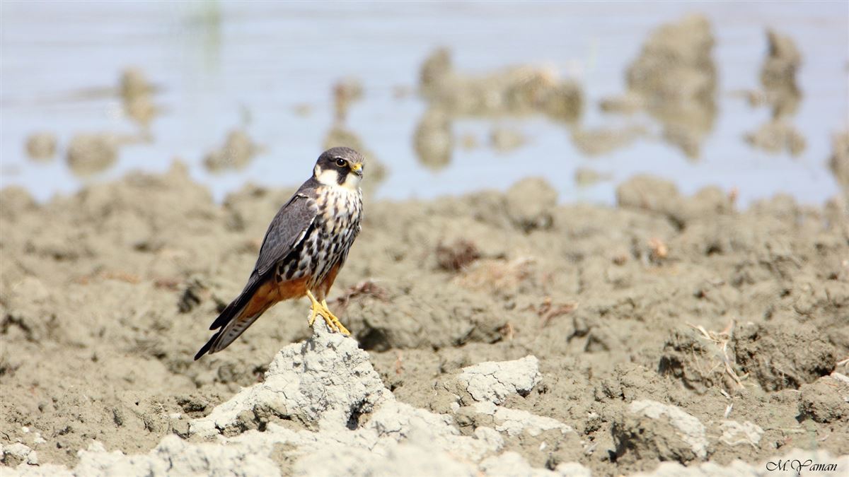 Eurasian Hobby