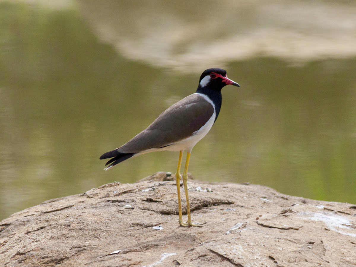 Red-wattled Lapwing