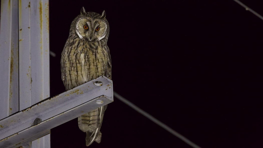 Long-eared Owl