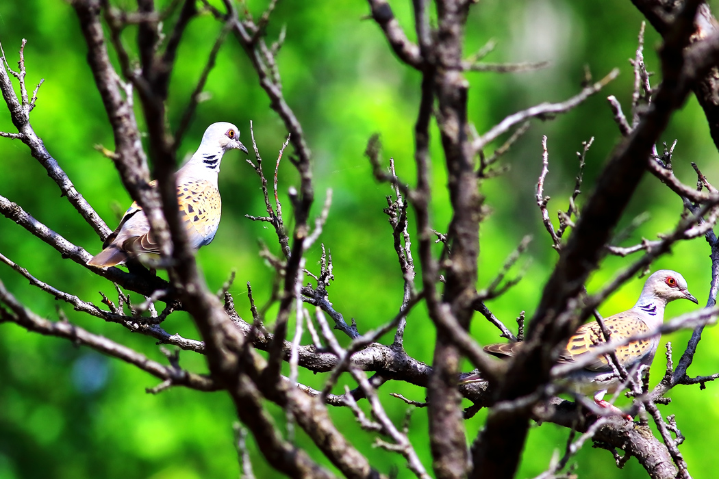 European Turtle Dove