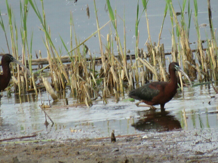 Glossy Ibis