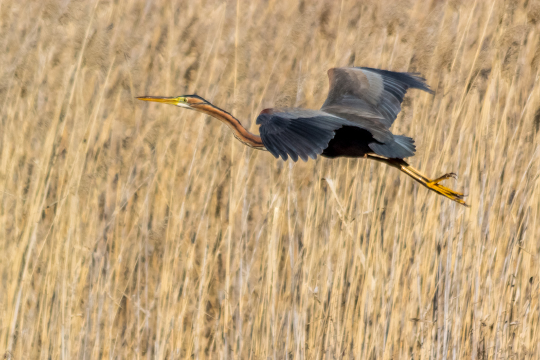Purple Heron