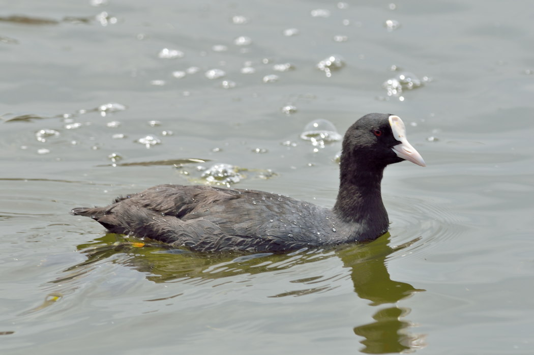 Eurasian Coot