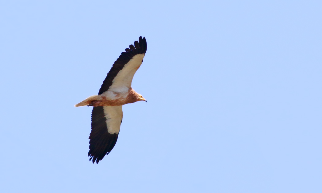 Egyptian Vulture