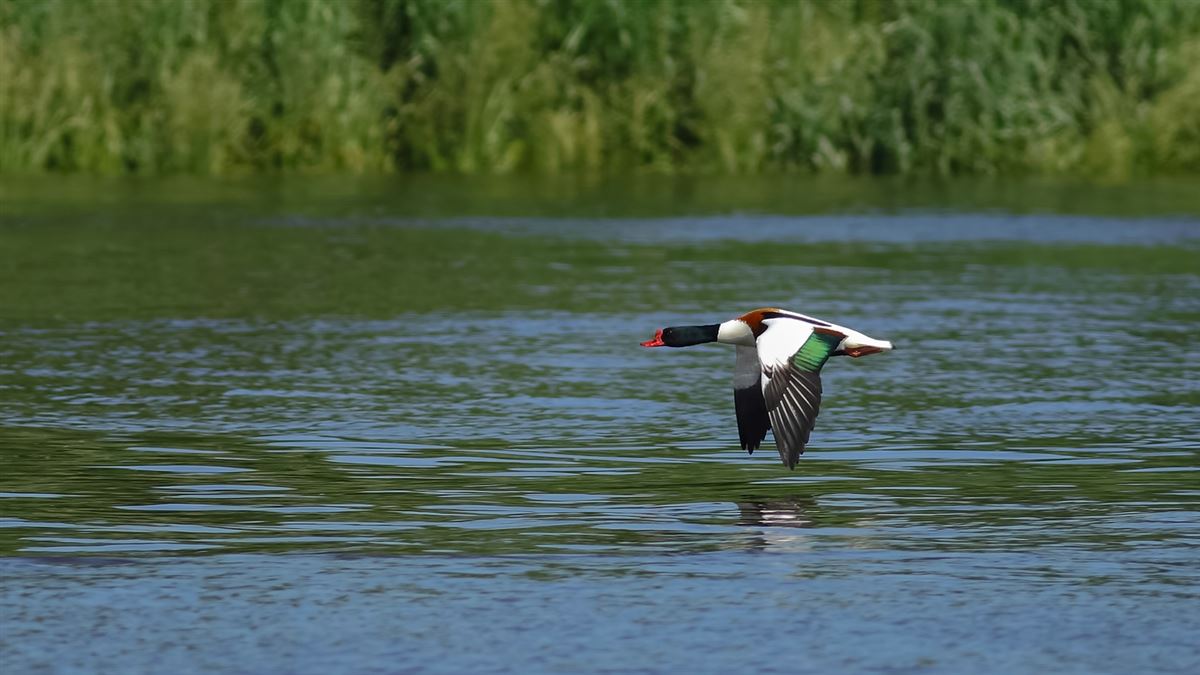 Common Shelduck