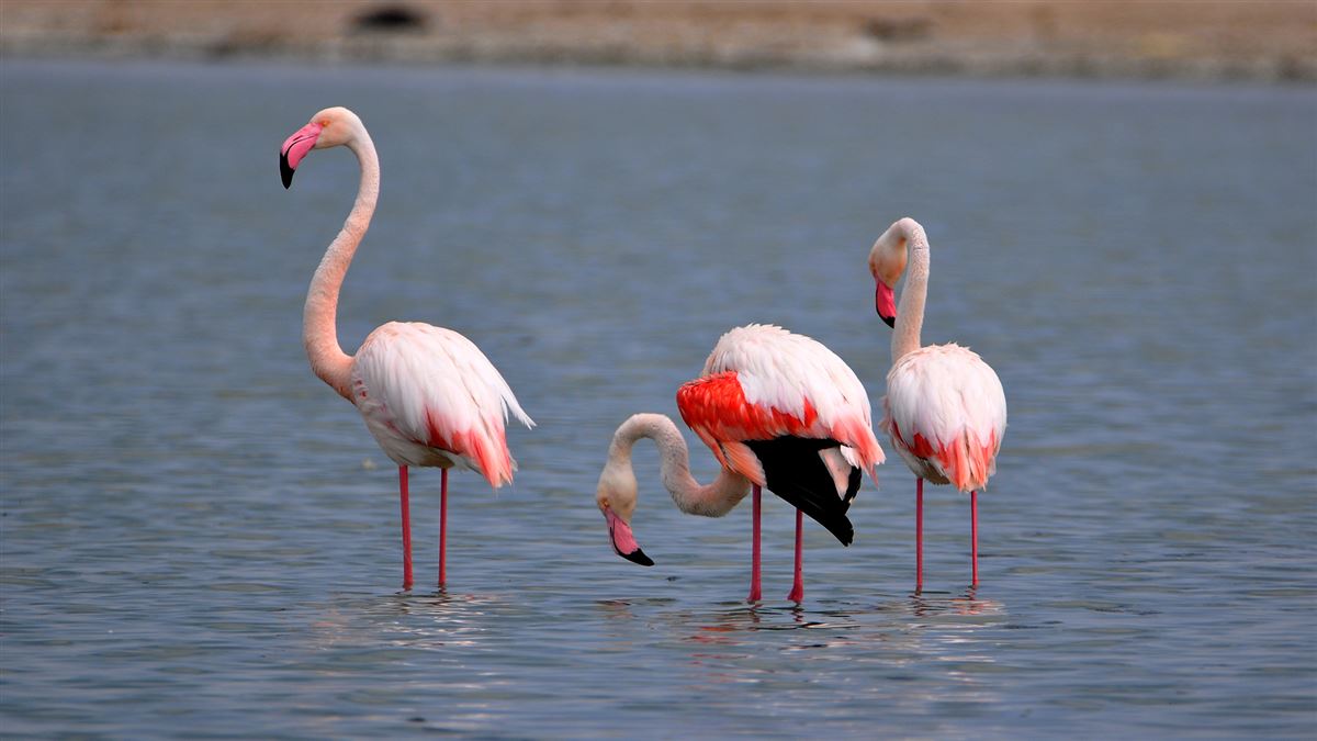 Greater Flamingo