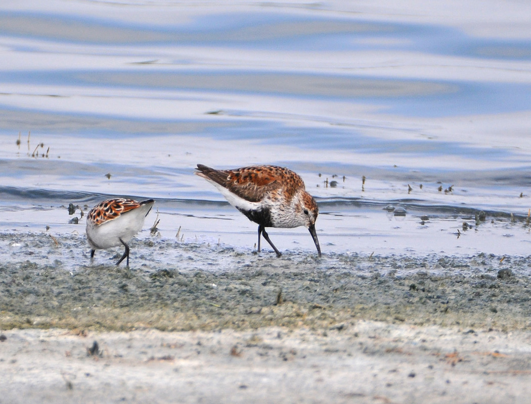 Dunlin