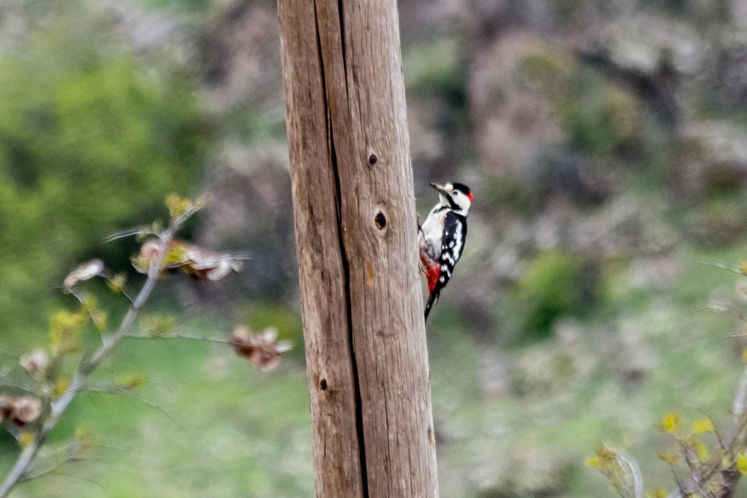 Syrian Woodpecker
