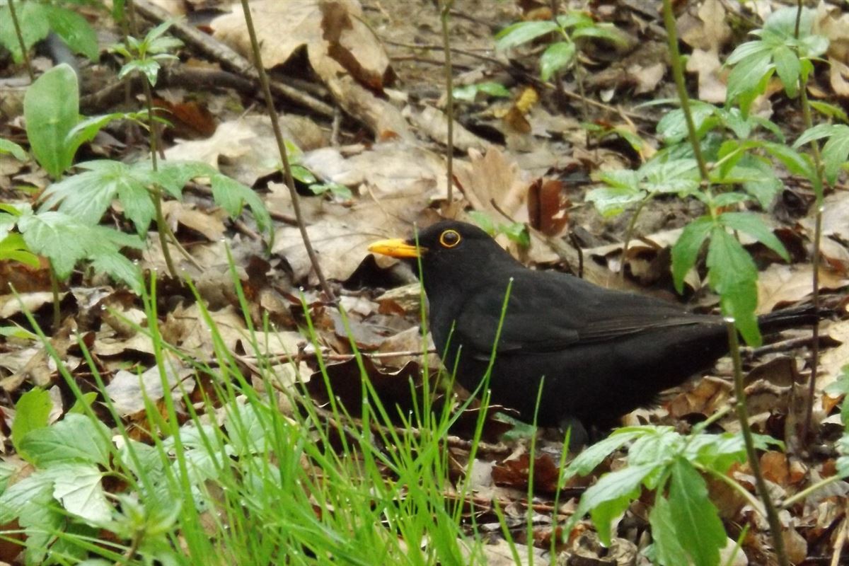 Common Blackbird