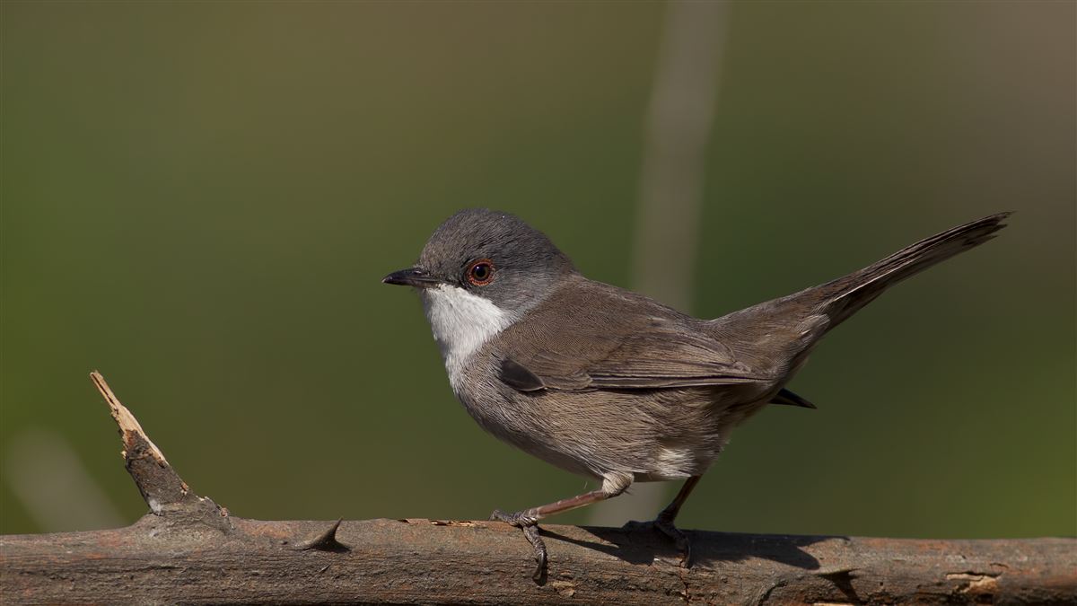 Sardinian Warbler