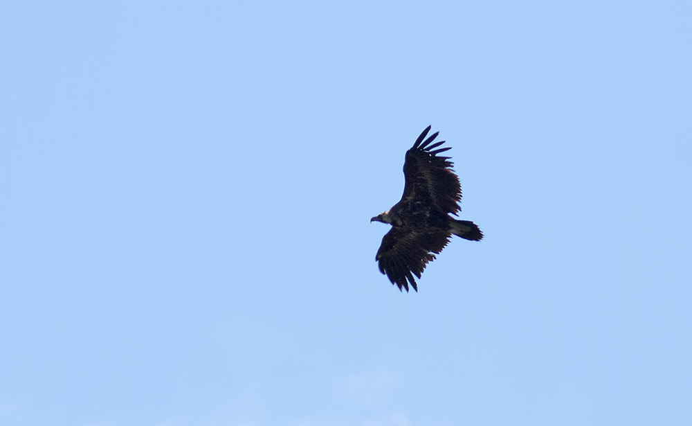 Cinereous Vulture