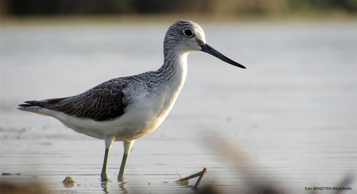 Common Greenshank