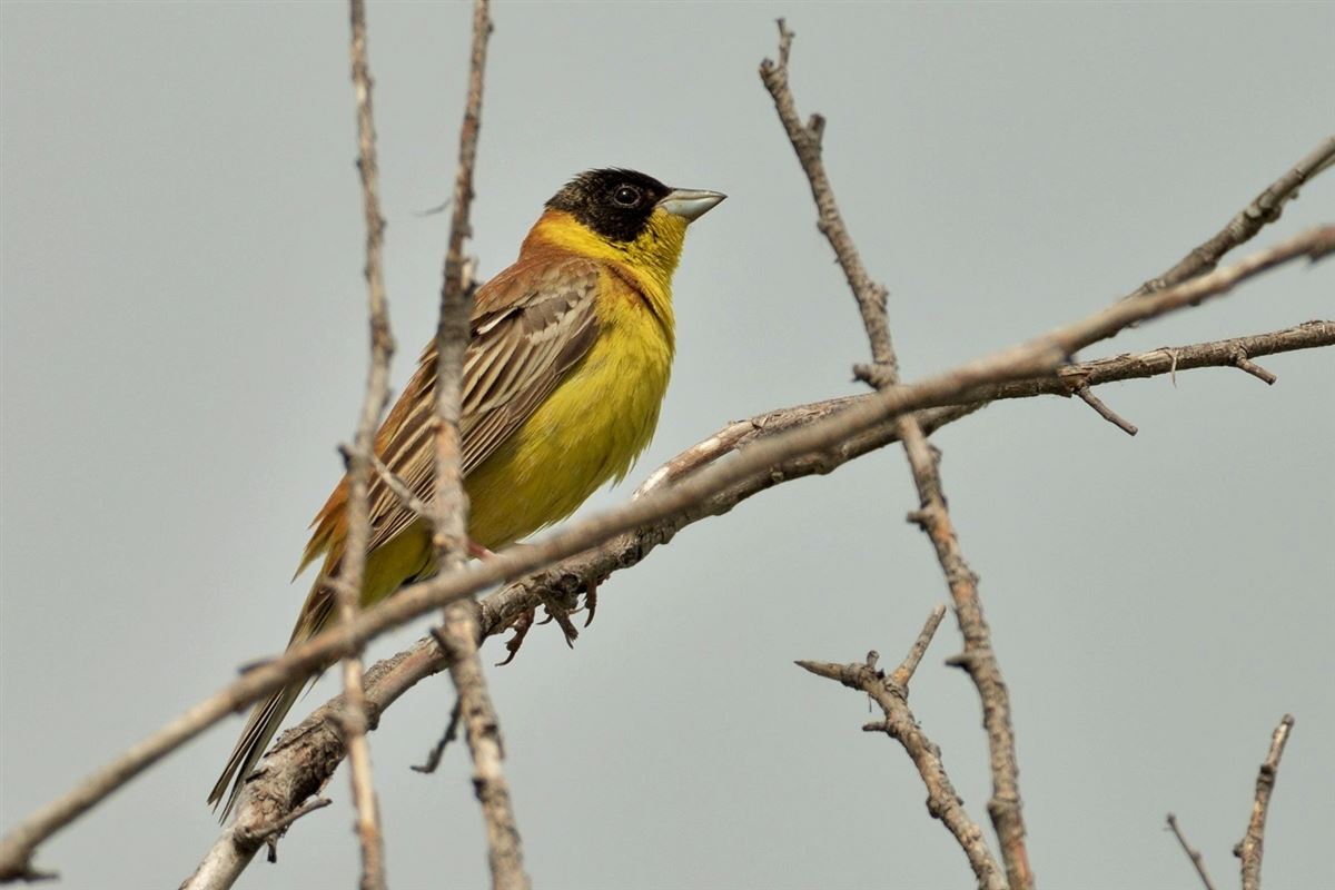 Black-headed Bunting