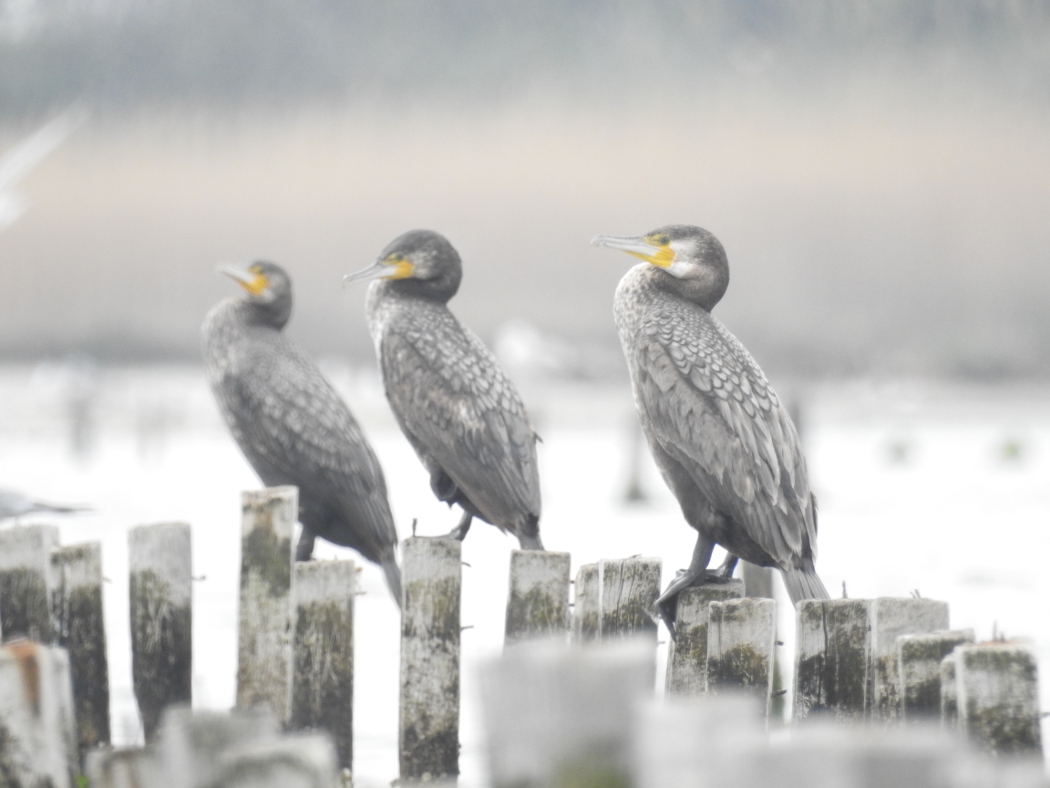 Great Cormorant