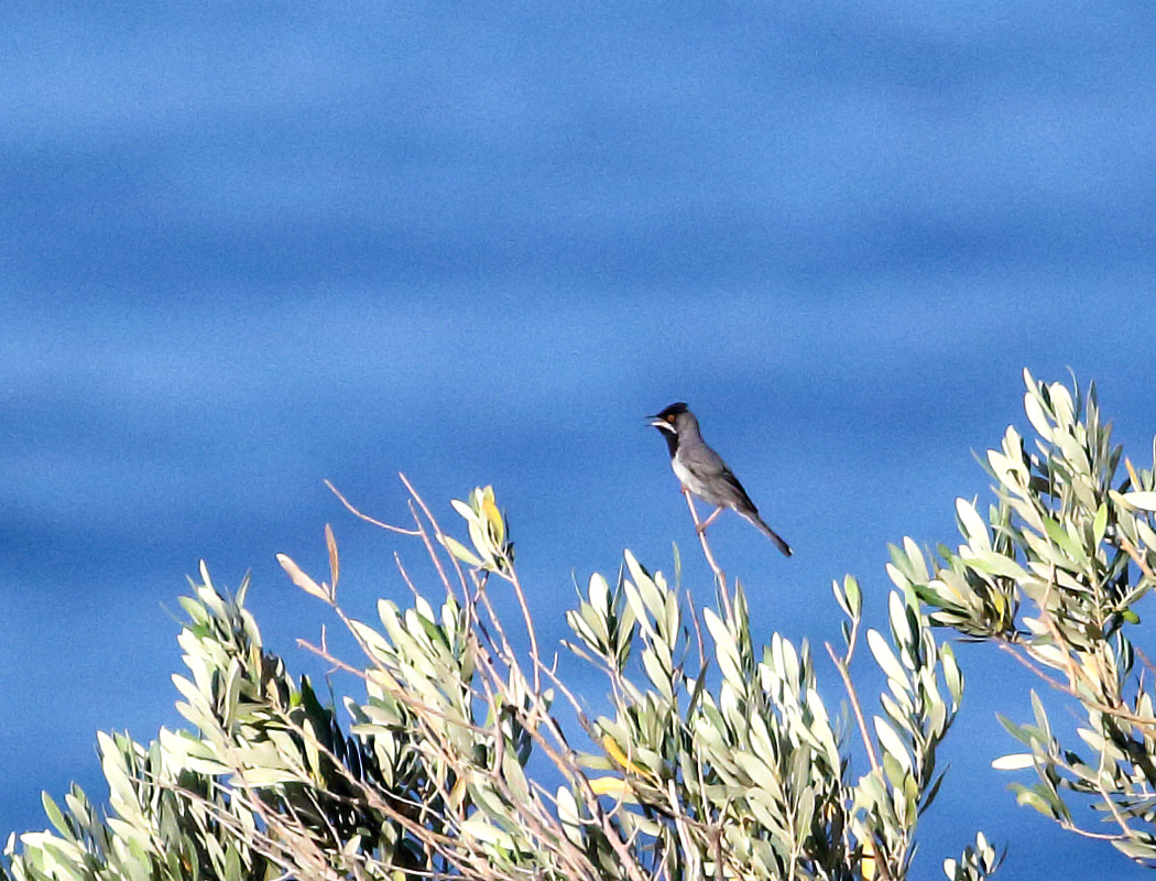 Rüppell`s Warbler