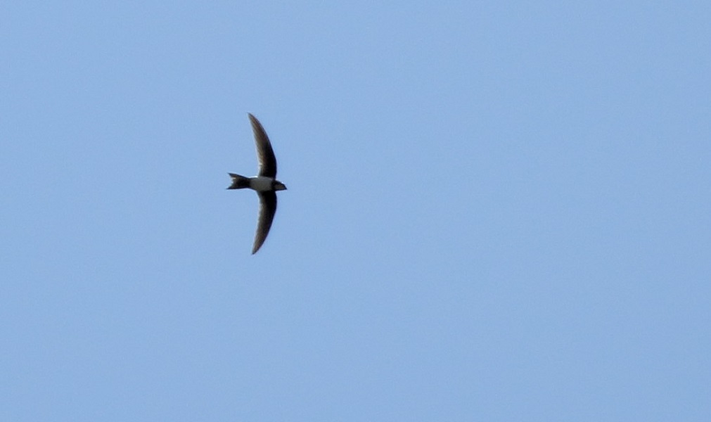 Alpine Swift