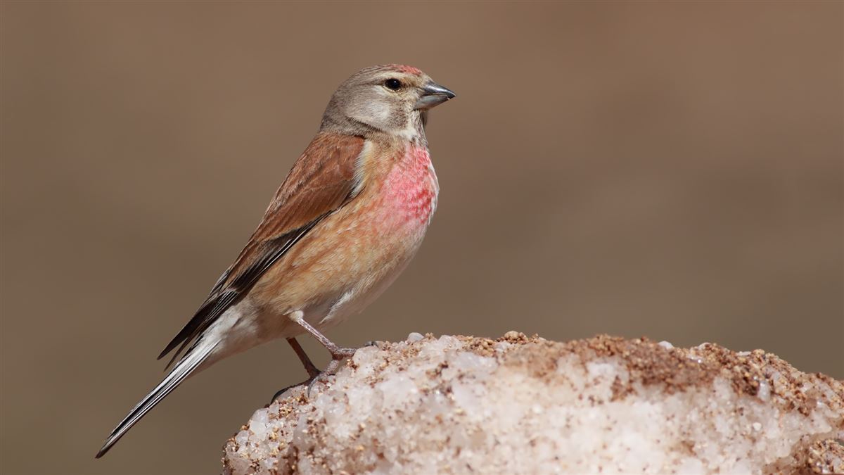 Common Linnet