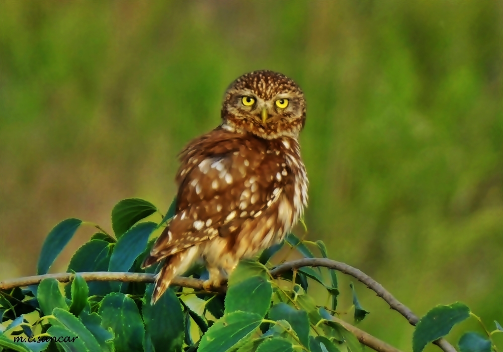 Little Owl