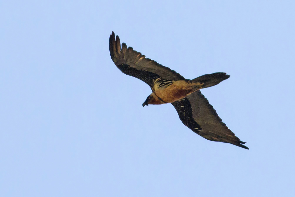 Bearded Vulture